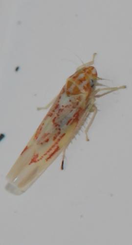 Zygina griseombra